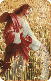 Jesus-seeds-wheatfield